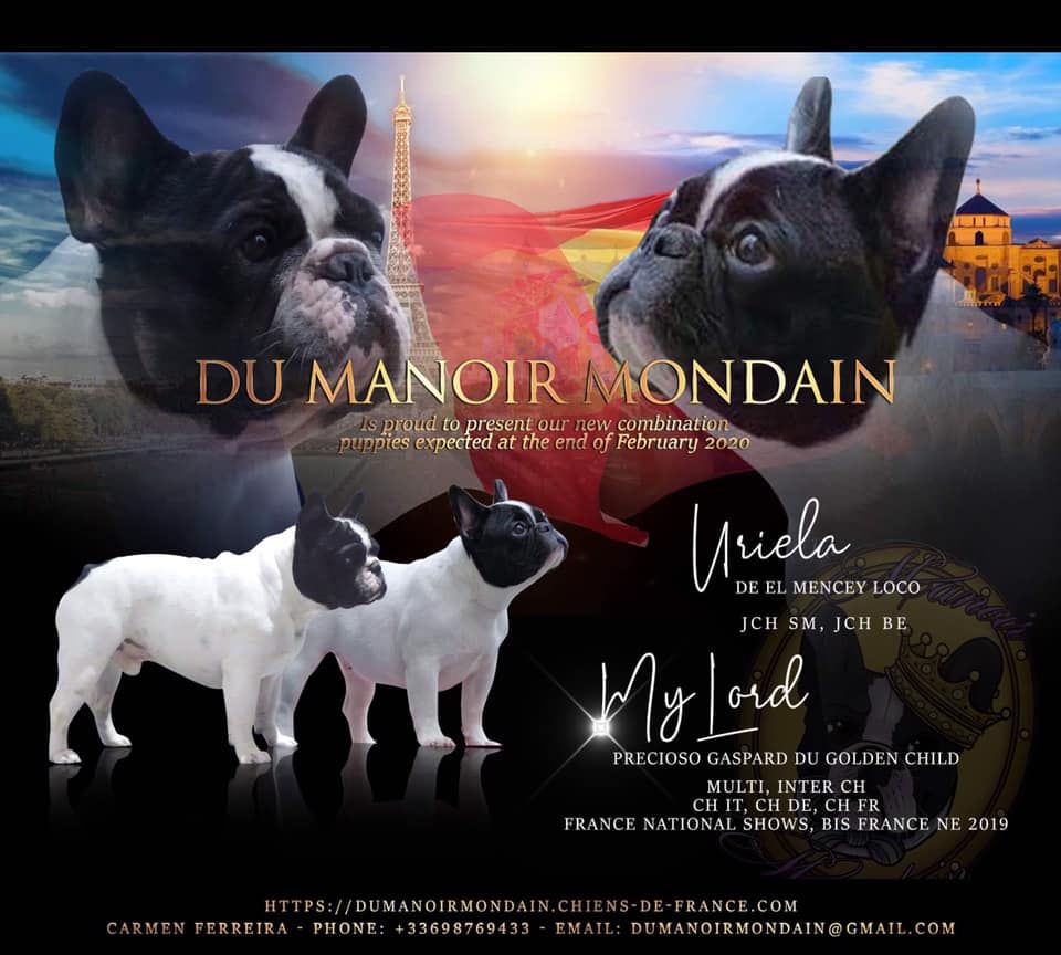 Du Manoir Mondain - Bouledogue français - Portée née le 25/02/2020