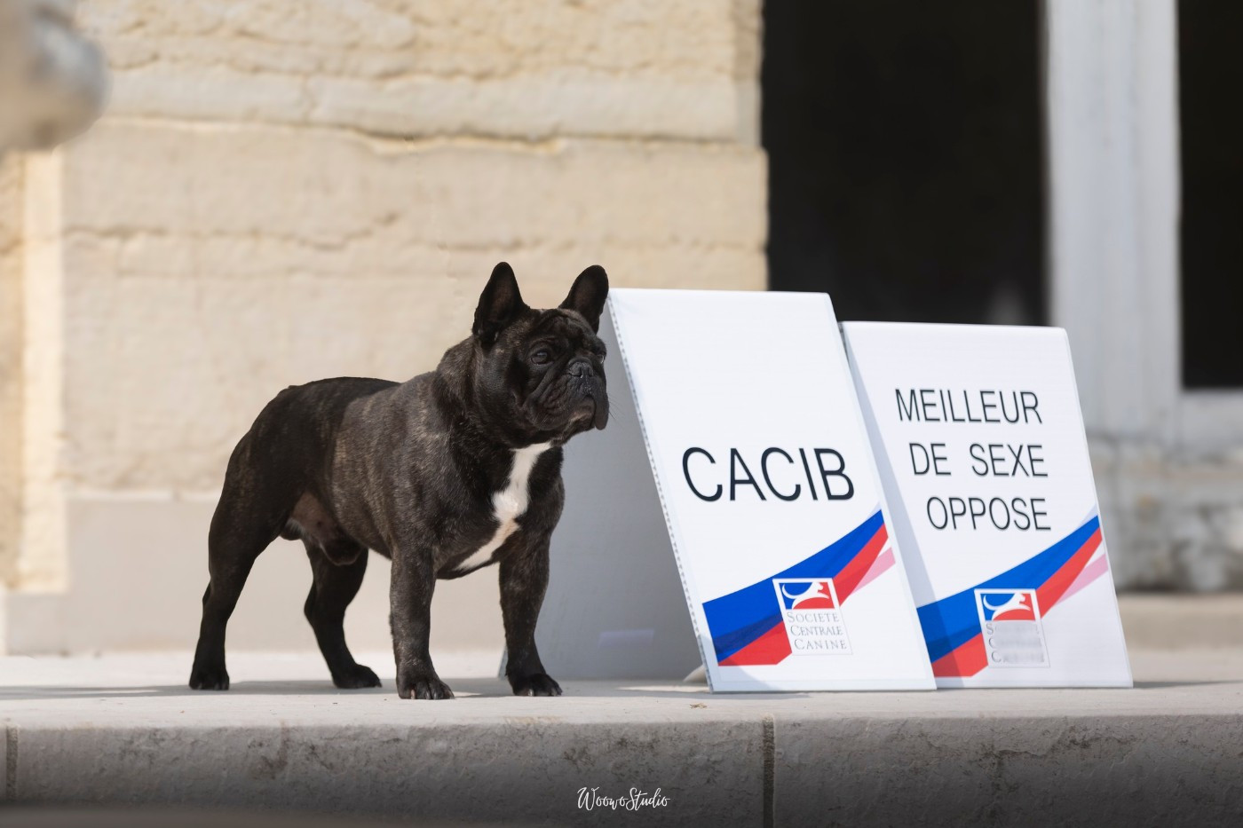 CH. Souvenir de luton Du Manoir Mondain