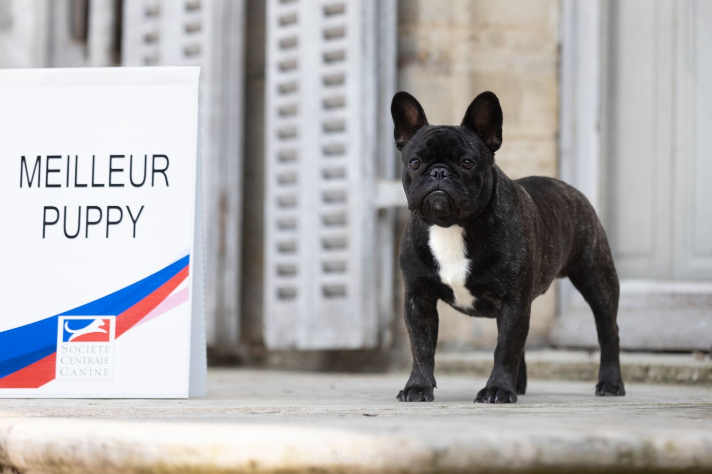 VICKING LE DIVIN Du Manoir Mondain