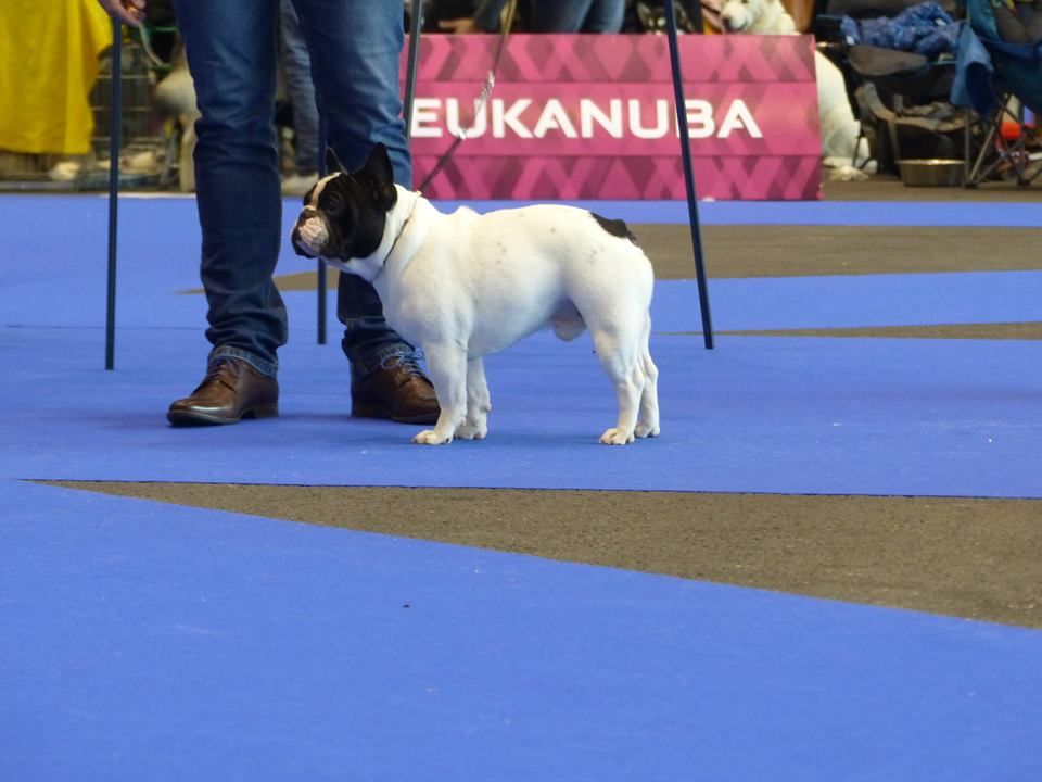 Du Manoir Mondain - CACIB DE GENEVE QUALIFICATION CRUFT 2018