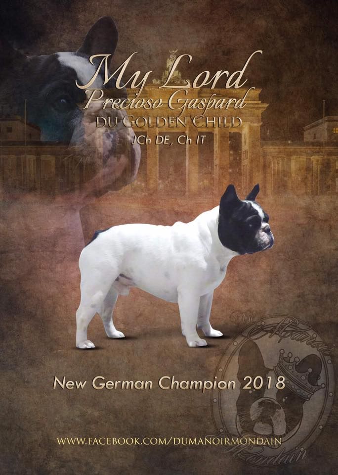 Du Manoir Mondain - NOUVEAU CHAMPION D'ALLEMAGNE 2018