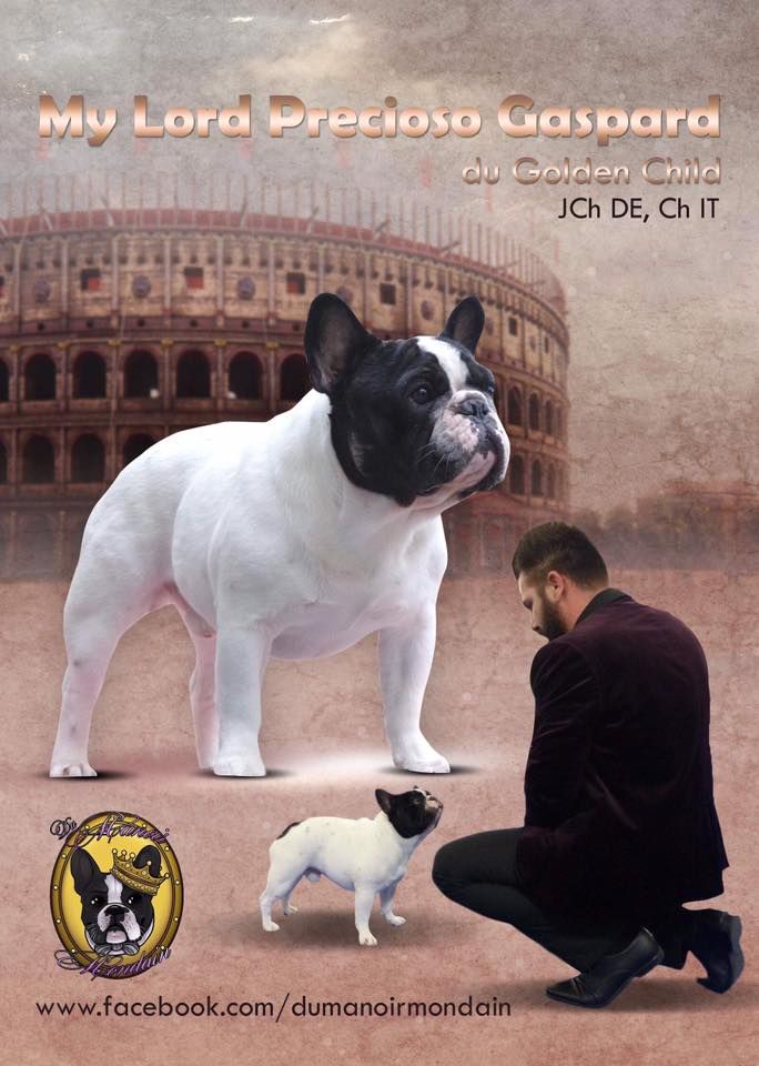 Du Manoir Mondain - NOUVEAU CHAMPION D'ITALIE 2018