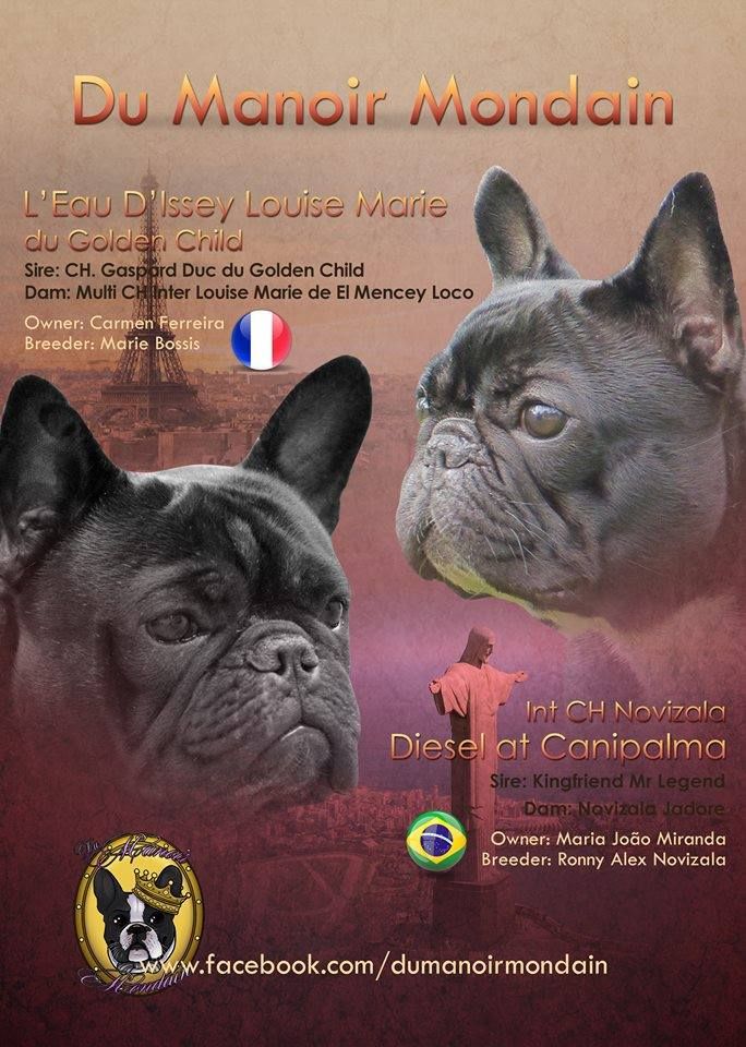 Du Manoir Mondain - Chiots disponibles
