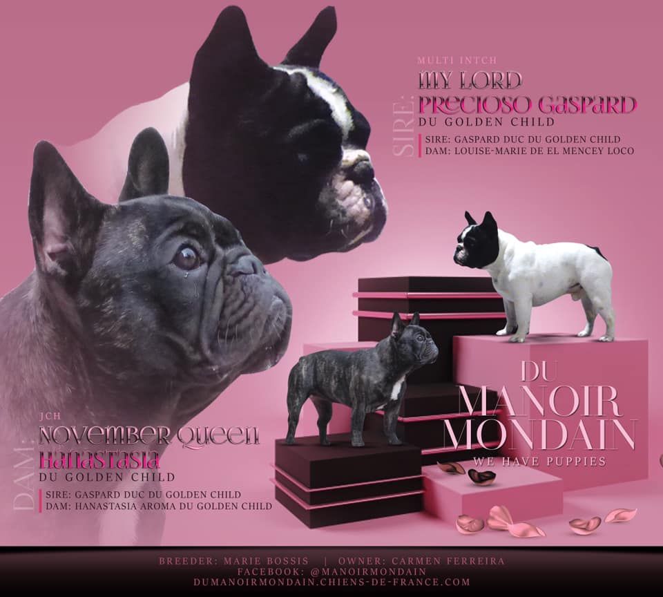 Du Manoir Mondain - Il sont la les bonbons Bringés 5filles et 2garçons