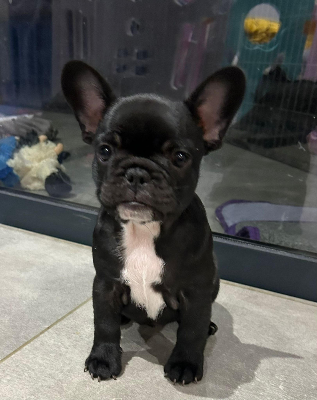 Du Manoir Mondain - Chiots disponibles - Bouledogue français