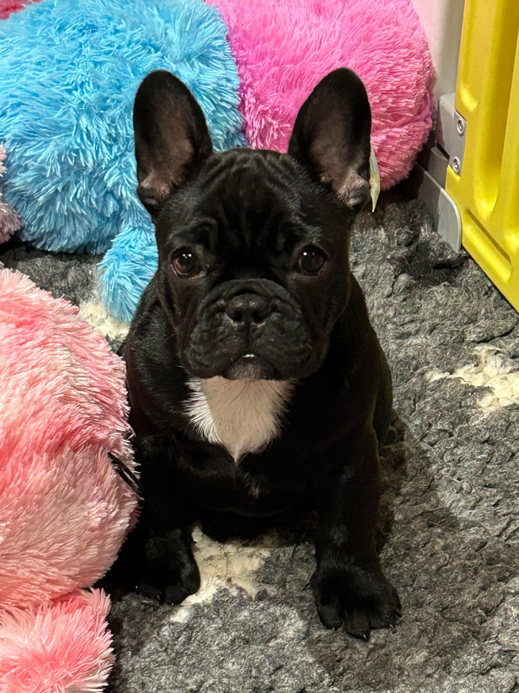 Du Manoir Mondain - Chiots disponibles - Bouledogue français